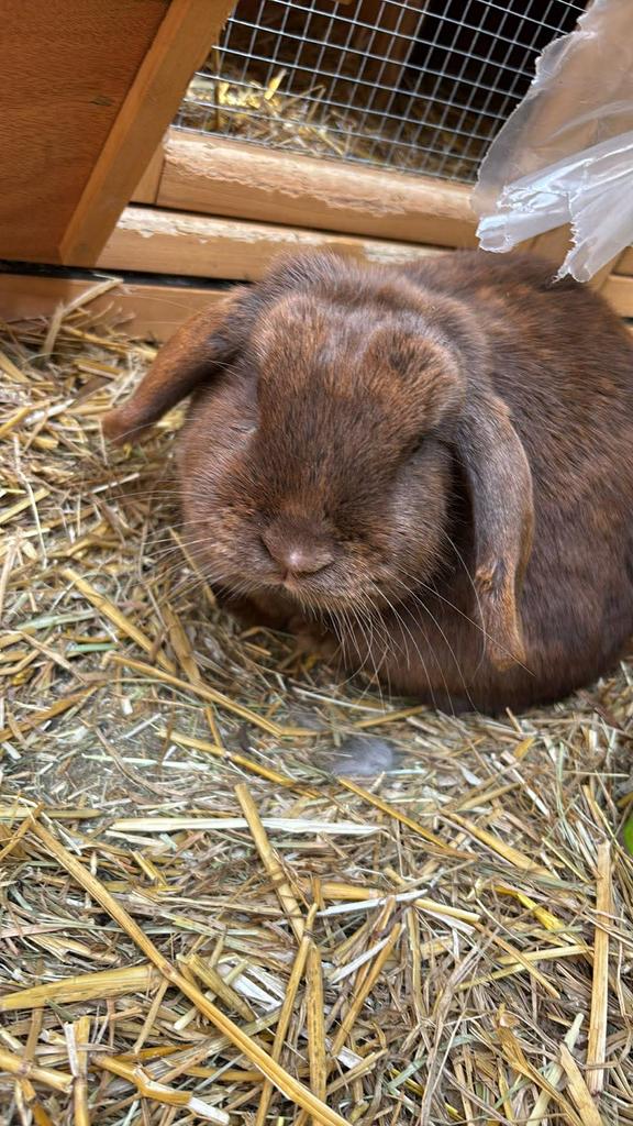 Dwerghangoor voedster choco kleur, Dieren en Toebehoren, Vrouwelijk, Dwerg, Hangoor, 0 tot 2 jaar