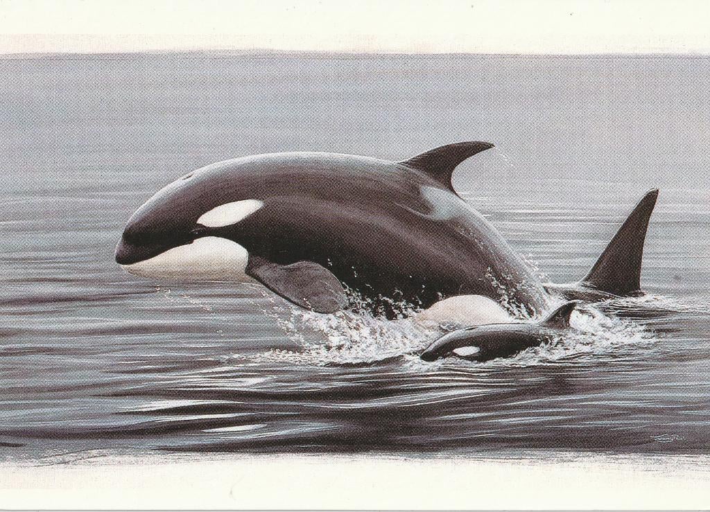 ORKA, Collections, Cartes postales | Animaux, Envoi, Non affranchie, Animal aquatique