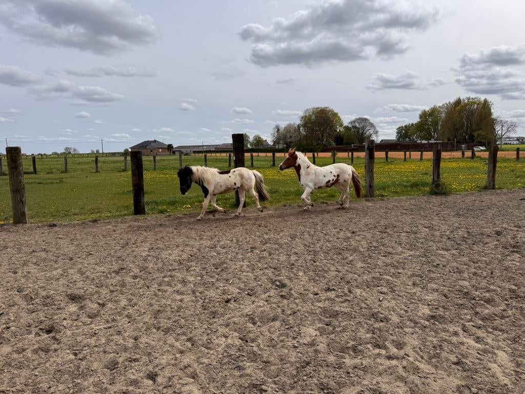 Halve stal / bijrijder / te koop, Jument, B