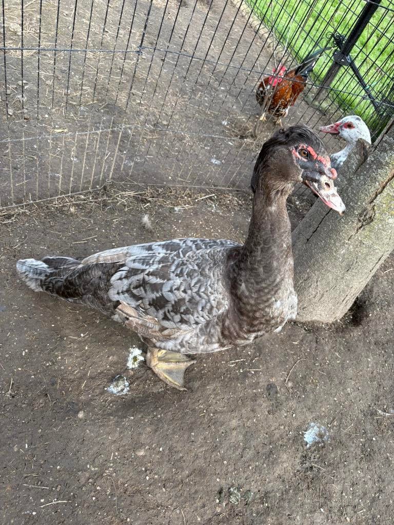 Koppel barberies, Dieren en Toebehoren, Pluimvee, Meerdere dieren, Eend