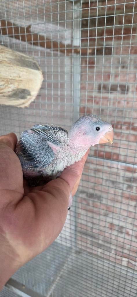 Alexanderparkieten voor handopfok, Dieren en Toebehoren, Vogels | Parkieten en Papegaaien