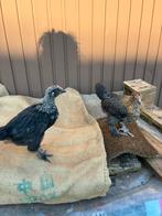 Jonge brahma’s 6 weken, Dieren en Toebehoren, Pluimvee