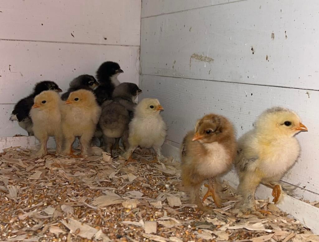 Poussins de Paques LILLE