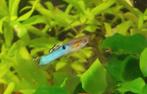 Endler Guppy (bleu japonais), Poisson, Poisson d'eau douce