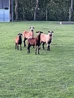 Kameroen ooien, Dieren en Toebehoren, Vrouwelijk, Schaap, 0 tot 2 jaar