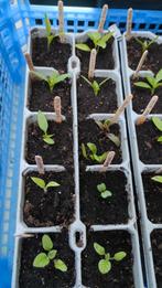 Semis potager, Jardin & Terrasse, Enlèvement, Neuf, Serre