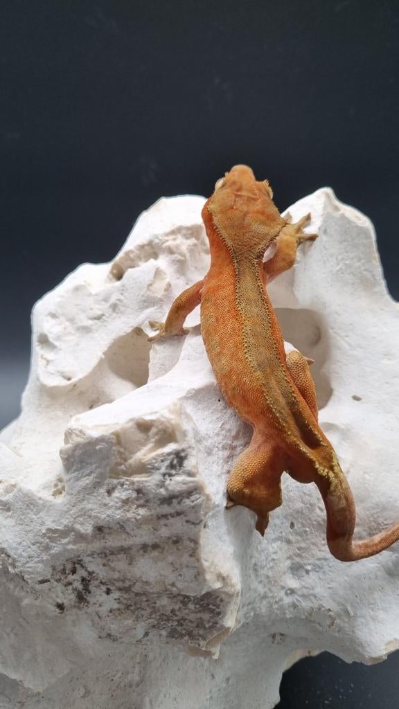 Wimpergekko crested gecko man, Animaux & Accessoires