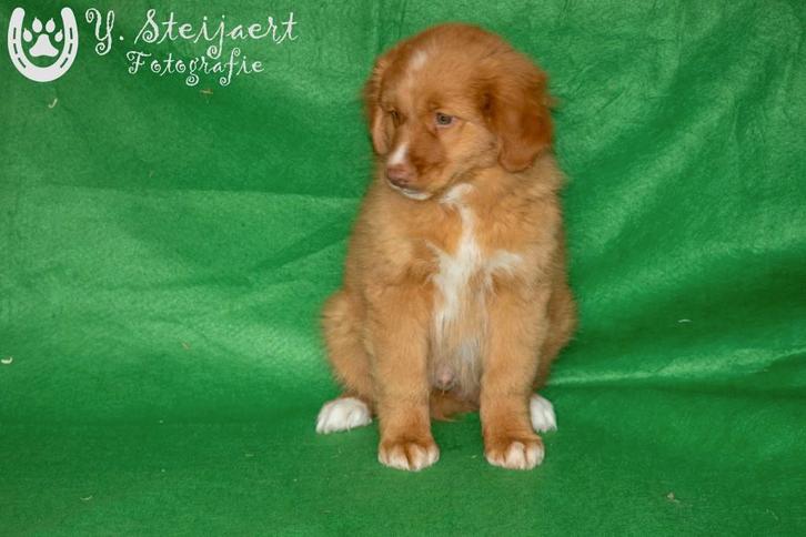 toller pup, reutje, beide ouders zijn hier aanwezig, Dieren en Toebehoren, Honden | Retrievers, Spaniëls en Waterhonden, Reu, Overige rassen