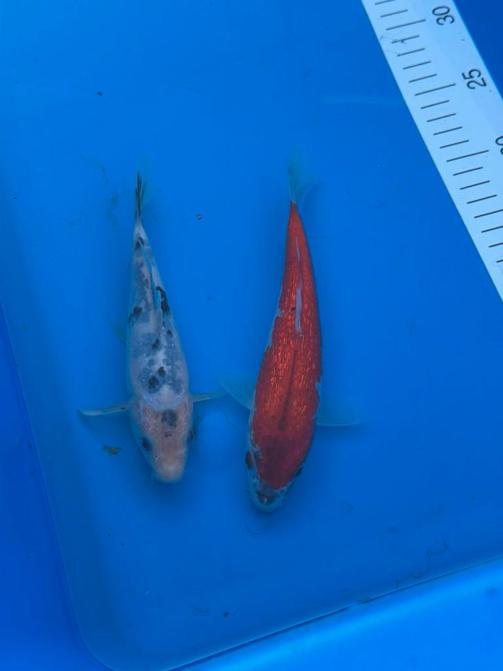 2 colliers, Animaux & Accessoires, Poissons | Poissons d'étang, Carpe ou Koï