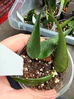 Hoya burmanica stekken, Enlèvement ou Envoi