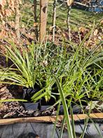 Carex Morrowii Icedance, Tuin en Terras, Planten | Tuinplanten, Ophalen, Vaste plant, Siergrassen, Bloeit niet