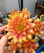 Sempervivum gold nugget-Wintervast, Tuin en Terras, Planten | Tuinplanten, Ophalen of Verzenden, Zomer