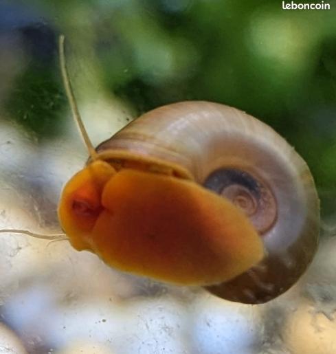 Escargot d'aquarium orange (planorbe), Animaux & Accessoires, Enlèvement