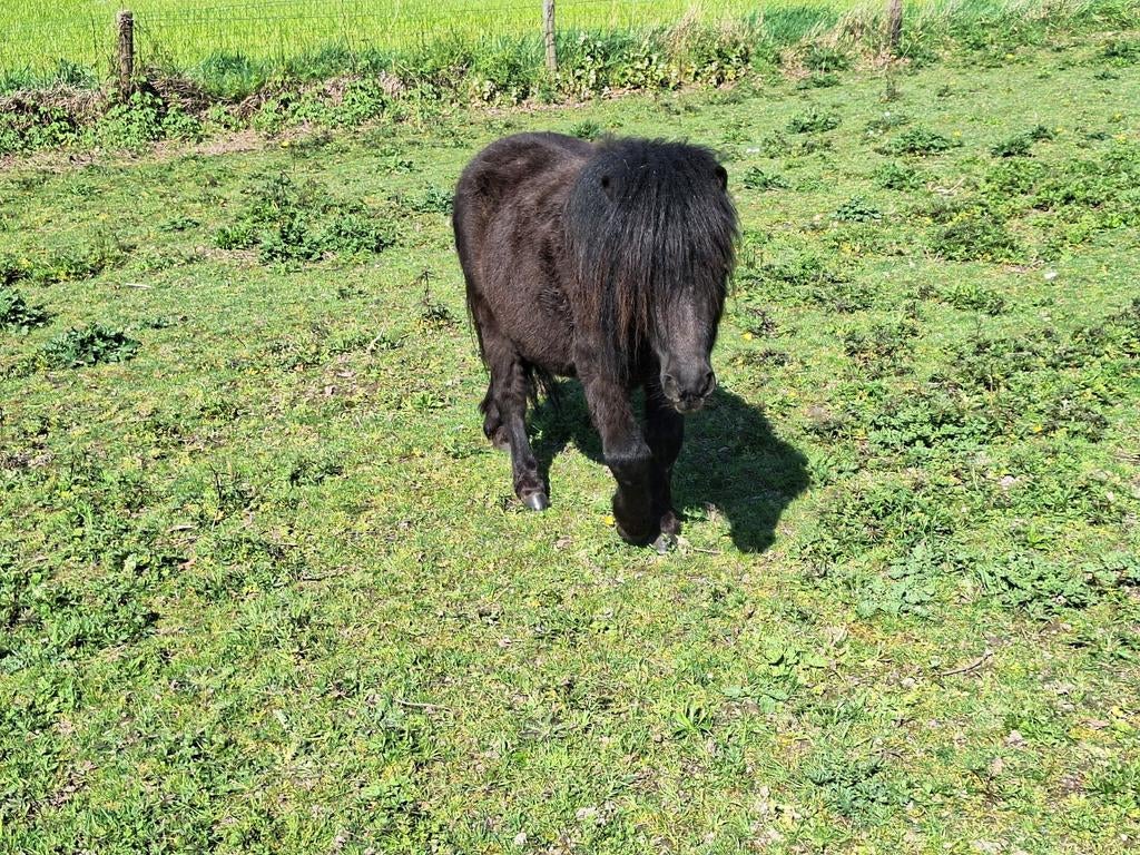 Schetland hengstje geb.21/04/23, Dieren en Toebehoren