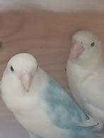 Koppel agapornis, Dieren en Toebehoren, Vogels | Parkieten en Papegaaien