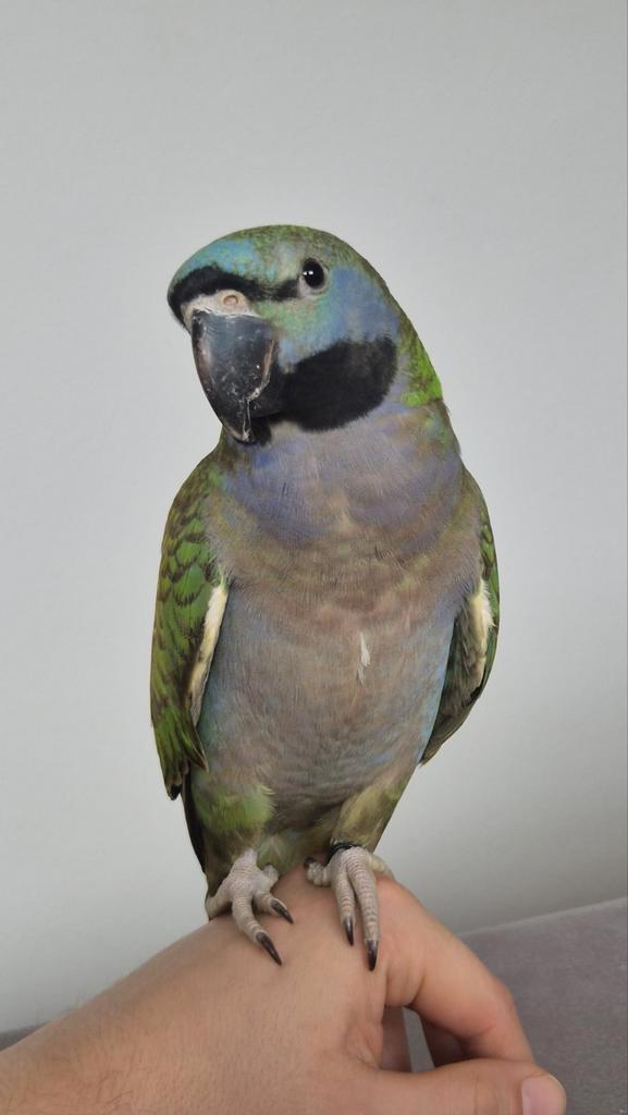 Papegaai tam, Animaux & Accessoires, Oiseaux | Perruches & Perroquets, Perroquet, Mâle, Domestique