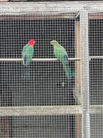 parkieten, Dieren en Toebehoren, Vogels | Parkieten en Papegaaien, Parkiet, Geringd