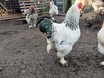 Brahma Haan Columbia wit, Dieren en Toebehoren, Pluimvee, Mannelijk, Kip