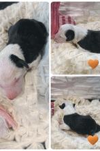 8 chiots border collie, Particulier, 8 à 15 semaines, Plusieurs, Hépatite contagieuse (maladie de Rubarth)