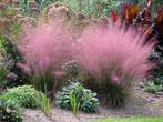 Muhlenbergia capillaris, Tuin en Terras, Ophalen, Vaste plant, Siergrassen