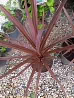 cordyline, Tuin en Terras, Ophalen