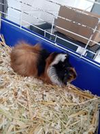 jonge cavia's gratis, Dieren en Toebehoren, Geslacht onbekend, Cavia