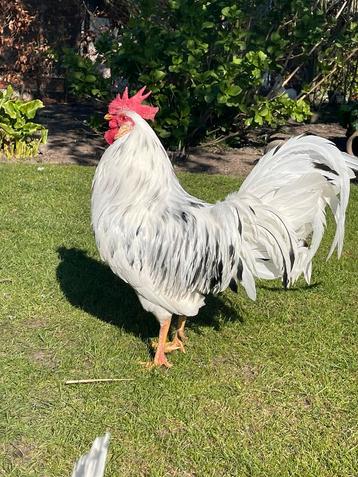 Broedeieren van raszuivere Bonte Leghorn (Exchequer) beschikbaar voor biedingen