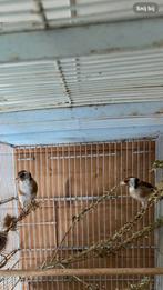 Koppel grote distelvink wildkleur 2025, Dieren en Toebehoren, Vogels | Overige Vogels, Meerdere dieren, Wildzangvogel, Geringd