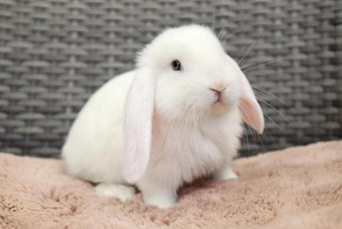 Raszuivere jonge en hele lieve franse hangoor ram, tam!, Dieren en Toebehoren, Konijnen, Groot, Mannelijk, 0 tot 2 jaar, Hangoor