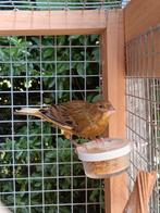 kanarie man, Dieren en Toebehoren, Vogels | Kanaries