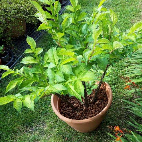 Amorphophallus konjac - Voodoolelie, Slangenpalm, Tuin en Terras, Planten | Tuinplanten, Vaste plant, Halfschaduw, Zomer, Ophalen