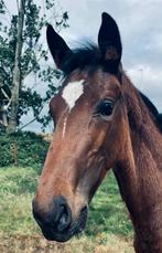 Hengstenveulen( just wimphof-flemming-sandro-hit), Dieren en Toebehoren, Paarden, Gechipt, Niet van toepassing, Dressuurpaard