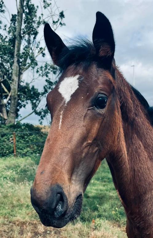 Hengstenveulen( just wimphof-flemming-sandro-hit), Dieren en Toebehoren, Paarden, Hengst, Niet van toepassing, 0 tot 2 jaar, Dressuurpaard