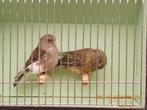 glosters, Dieren en Toebehoren, Vogels | Kanaries