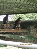 jonge roofvogel woestijnbuizer tarsel, Mâle, Oiseau de proie, Bagué