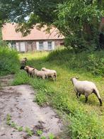 Gezocht weides voor begrazing, Dieren en Toebehoren, Schapen, Geiten en Varkens
