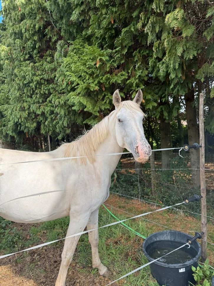 3 jarige ruin, Dieren en Toebehoren, Paarden, Ruin, Onbeleerd, 160 tot 165 cm, 3 tot 6 jaar, Gechipt, Ontwormd