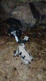 Flessenlam, Plusieurs animaux, Mouton, 0 à 2 ans