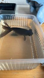 sluierstaarten te koop 2 stk, Ophalen, Nieuw