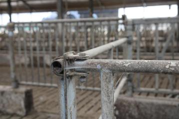 Hekwerk voor Vang en Behandel box voor koeien 2 stuks beschikbaar voor biedingen