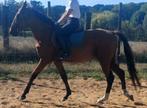 Prachtig zangersheide superbraaf paard, Dieren en Toebehoren, Pony's, Hengst, Springpony, Gechipt, 3 tot 6 jaar