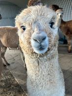 3 alpaca hengstveulens, Juni, Meerdere dieren