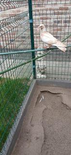 duiven, Dieren en Toebehoren