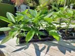 Brugmansia engelentrompet, Jardin & Terrasse, Plantes | Jardin, Enlèvement