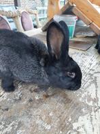 Voedster vlinder, Dieren en Toebehoren, Konijnen