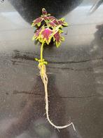 Coleus coupé enraciné, Plante à fleurs, Plein soleil, Enlèvement ou Envoi, Moins de 100 cm
