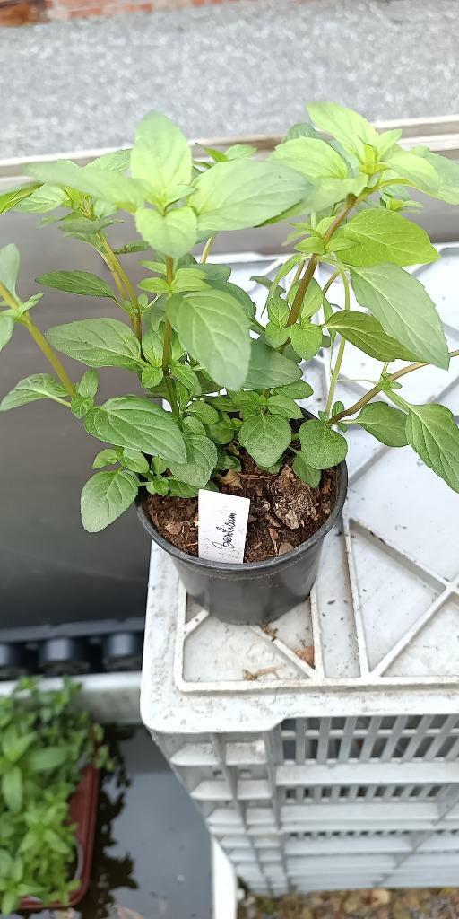 Basilicum Munt, Tuin en Terras, Planten | Tuinplanten, Vaste plant, Kruiden, Halfschaduw, Zomer, Ophalen of Verzenden