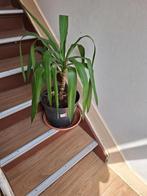 YUCCA, Ophalen, Halfschaduw, In pot, Minder dan 100 cm