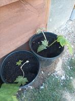 Rijspapierplant,stek in pot...., Ophalen