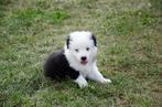 australische herder pups geboren op boerderij, Dieren en Toebehoren, België, Particulier, CDV (hondenziekte), 8 tot 15 weken